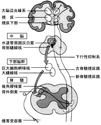 SSP療法の作用機序図