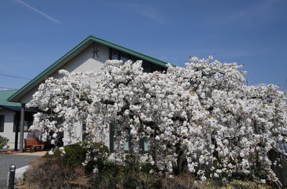 毎春美しい姿を見せてくれる枝垂れ桜