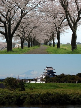 上：桜のトンネルが素晴らしい「桜づつみ」 下：“関東の富士見百景”に選出された、「利根川境河岸付近堤防」から見た風景