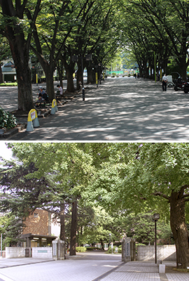 多くの公園の一つ けやき広場（写真上） 緑豊かな東京農業大学正門（写真下）