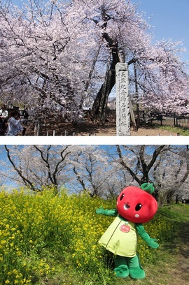 東光寺境内にある石戸蒲ザクラ（写真上） 北本トマトのイメージキャラクター「とまちゃん」（写真下） ※北本市観光協会WEBサイトより転用